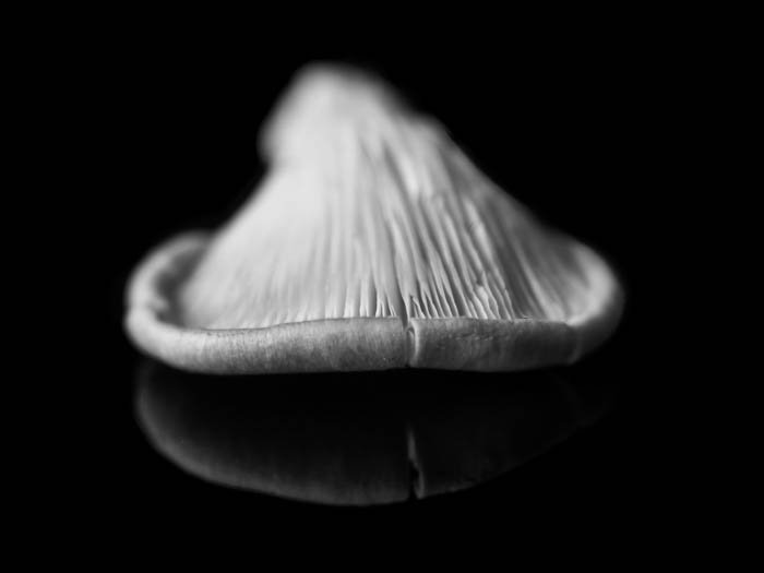 Mushroom in front of a black background with its reflection