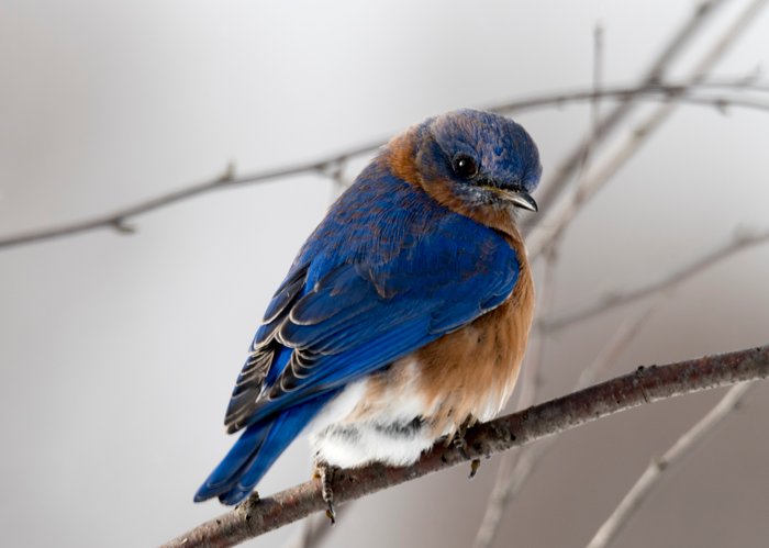 Wildlife photography of a blue bird on a branch