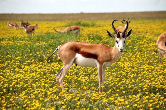 A wildlife photography shot of antelope grazing