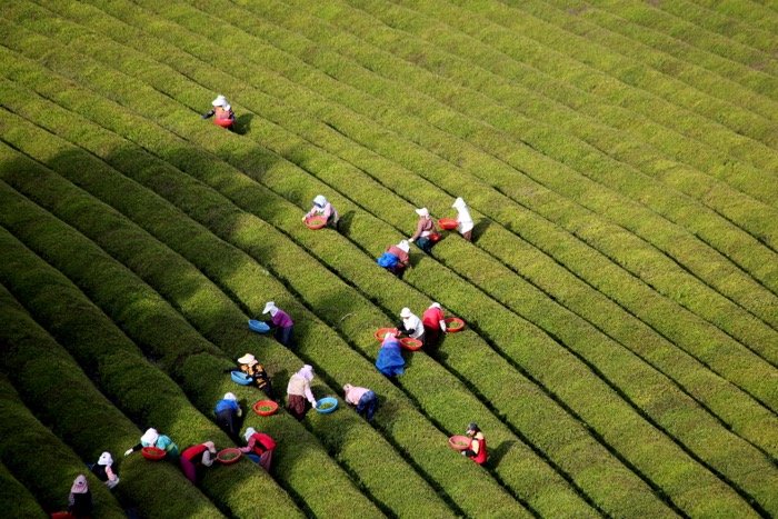 Aerial view of farmers working in fields - travel photography accessories 