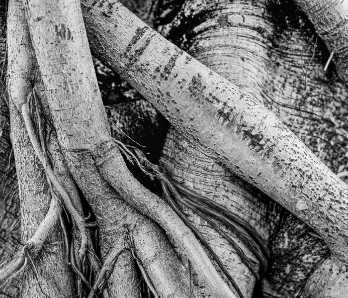 Black and white close up photo of a tree