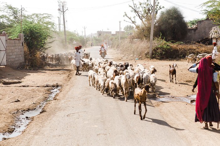 Goats being herded through a dusty street in India