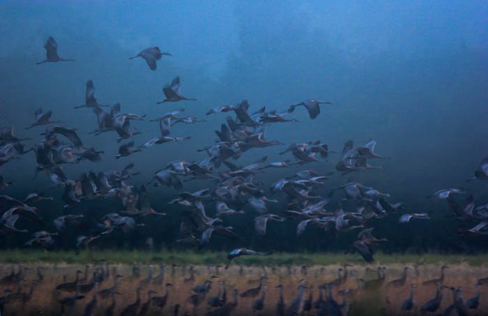 Low key photography of a large flock of Sandhill Cranes taking flight