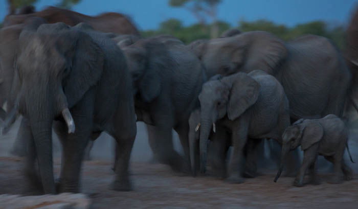 Blurry low key photo of a herd of elephants moving through the landscape. High and low key photography