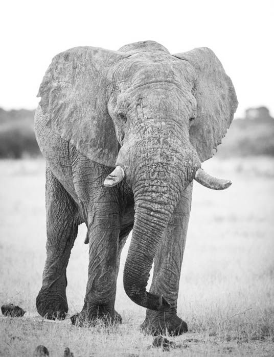 Black and white high key wildlife portrait of an elephant walking towards the camera. High and low key photography