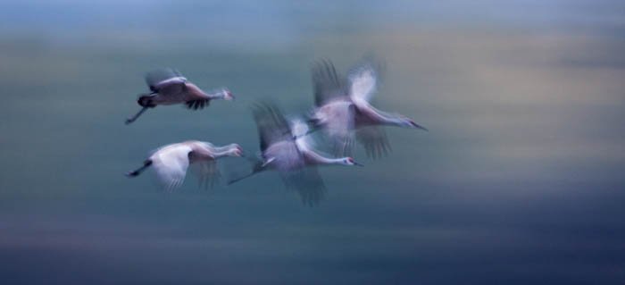 low key photography of 4 whooping cranes in flight
