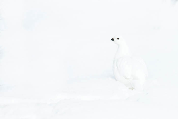 High key photo of a white willow ptarmigan on snow