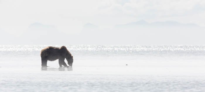 photo of a brown bear digging for clams on the coast of Katmai National Park on a very bright day