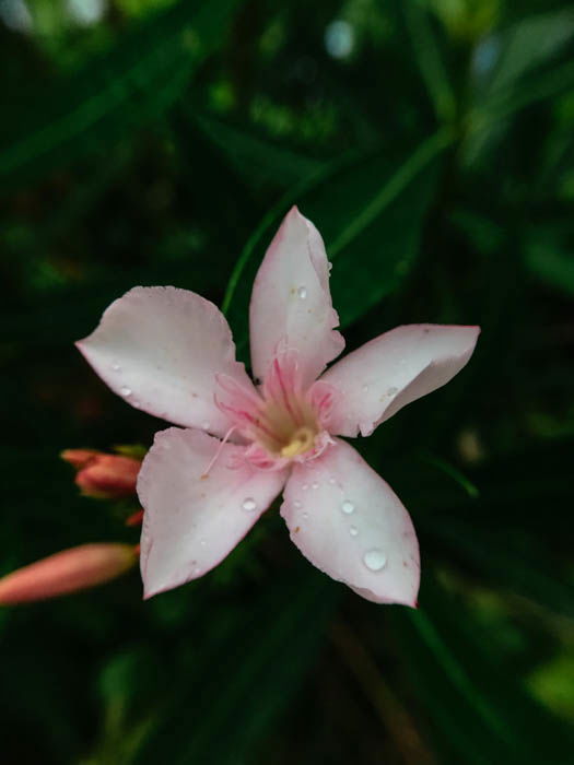 close up of a pink narcissus flower