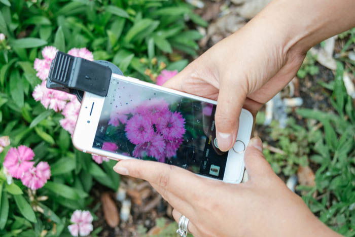 person taking photo of pink flowers with iphone