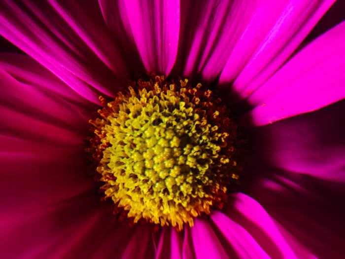macro photo of a pink flower