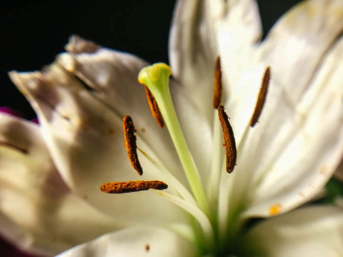 macro phone photography of a white lily 