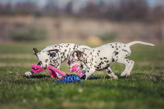 How to Start a Pet Photography Business  6 Major Tips  - 87