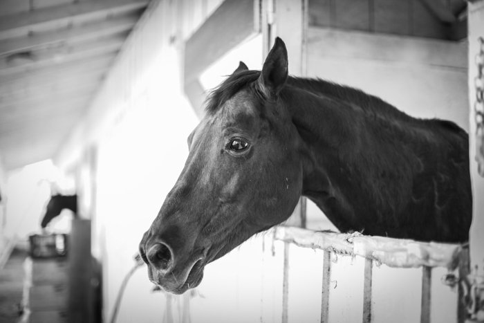 black and white photo of a horse looking out from a stable