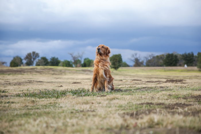 How to Start a Pet Photography Business  6 Major Tips  - 44