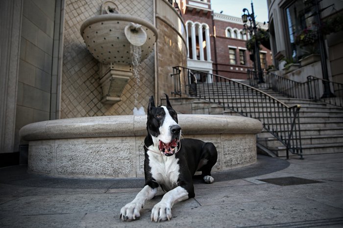 photo of a black and white Great Dane in an urban setting, in front of a water fountain
