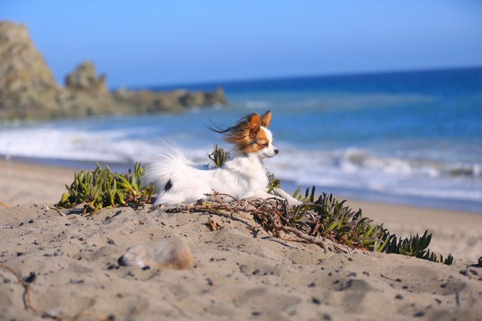 pet photography on the beach, small brown and white dog lying on the sand with the ocean in the background