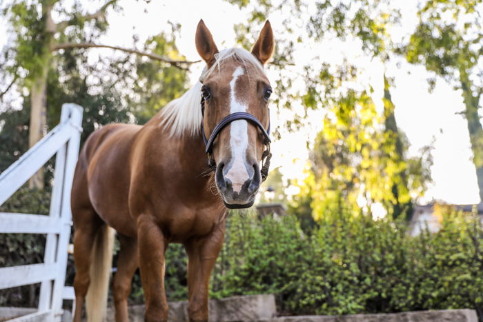 photo of a brown horse looking towards the camera, with blurry natural background