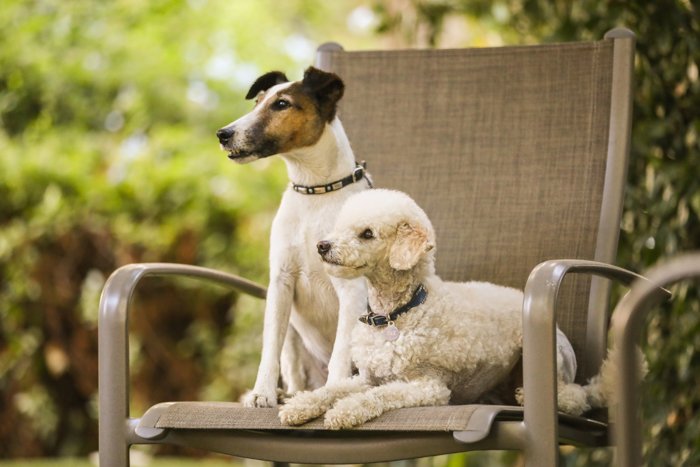 portrait of 2 small terriers sitting on a garden chair