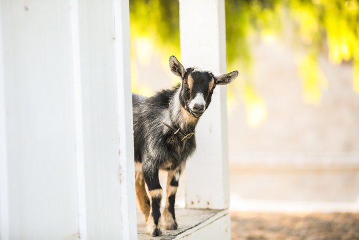 portrait photo of a small goat looking out from a white door frame 