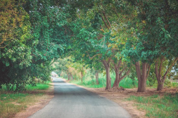 Una foto de un camino rural enmarcado por un árbol, convertida en una pintura con Photoshop