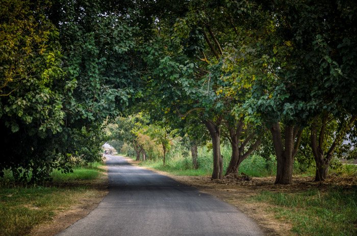 A photo of a country road surrounded by trees