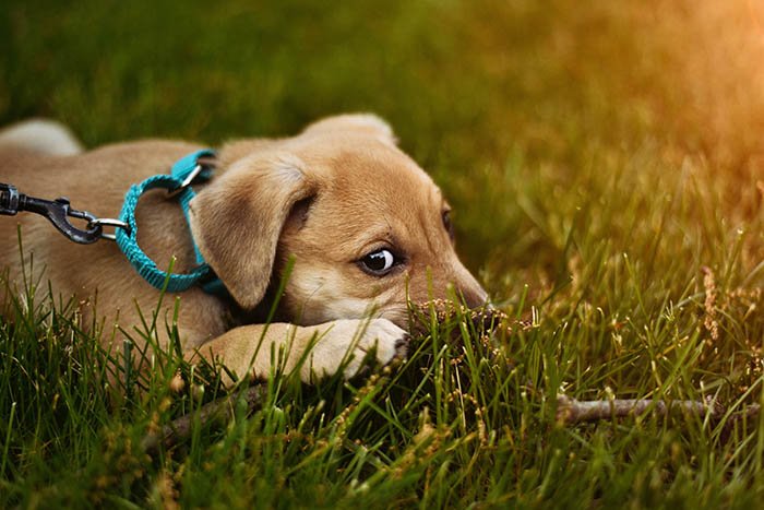 light brown puppy with blue leash lying down on grass