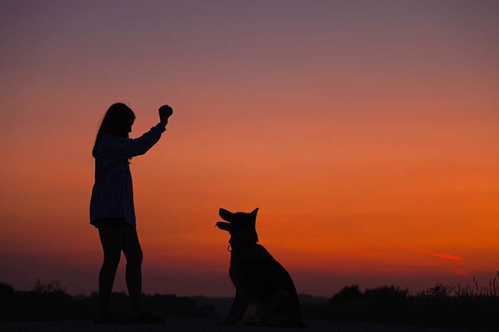 silhouette of girl playing fetch with a dog