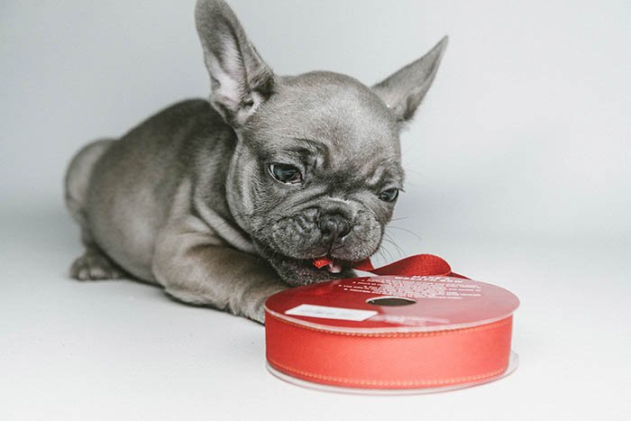 grey French bulldog puppy playing with red ribbons