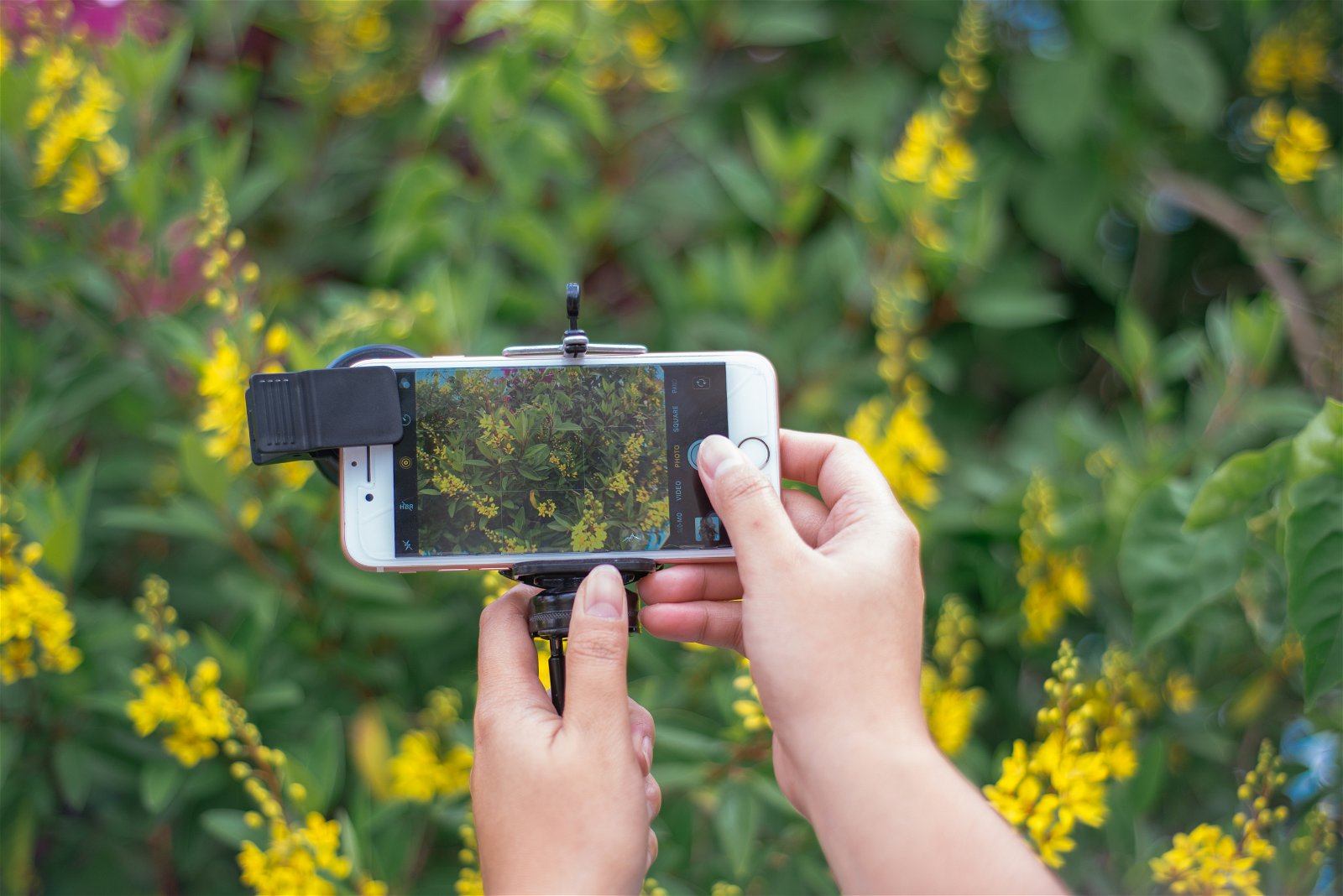 Hands holding up an iPhone attached to a holder to shoot macro photography of yellow flowers and green leaves