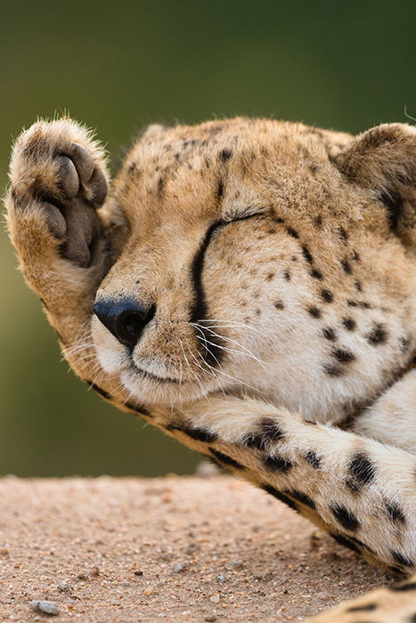 A close up of a cheetah rubbing her face 