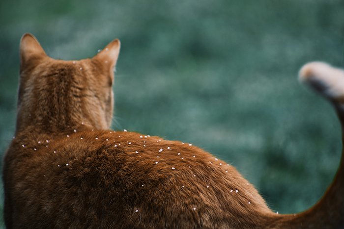 the back of a ginger cat with green background