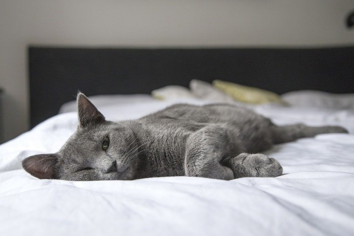 Grey cat lying on a bed 