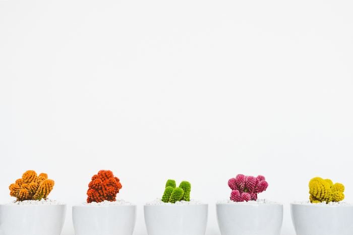 Brightly colored cactus plants in white pots