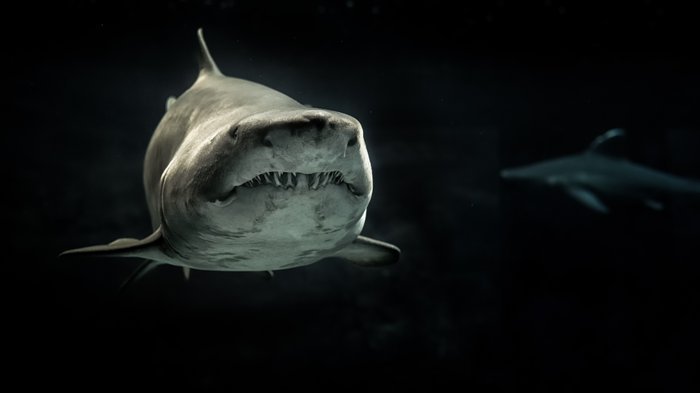 Wildlife photography of a shark taken underwater