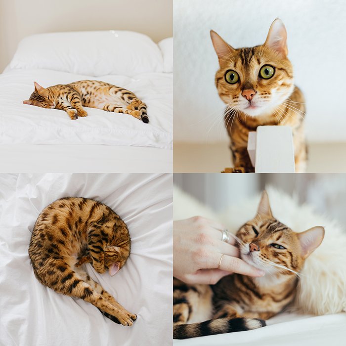 creative pet portrait collage, four photographs of a stripy brown cat on white bed