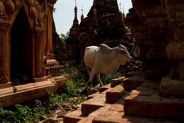 A white cow in the midst of ancient temples