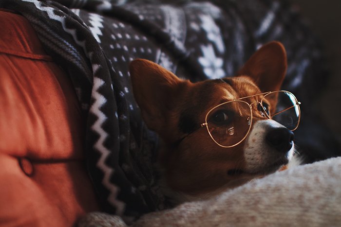 fun close up pet portrait of a brown dog in bed wearing glasses 