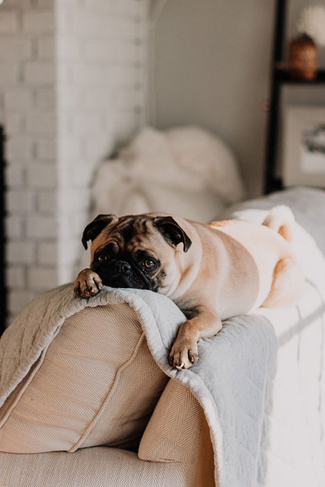 a cute pug dog resting on a couch