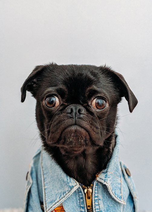 cute creative portrait of a black pug dog wearing denim jacket and looking towards the camera