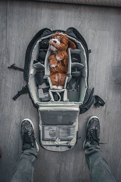 creative pet portrait of a small brown dog packed into the middle of a camera bag, shot from above
