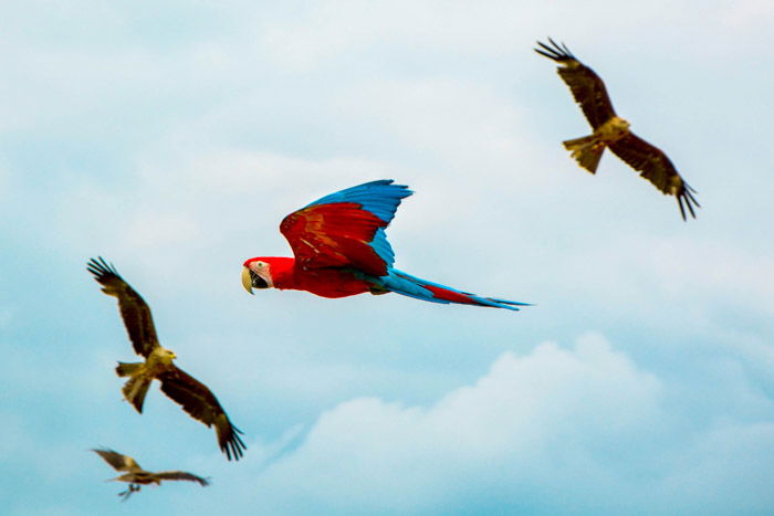 A parrot flying between eagles