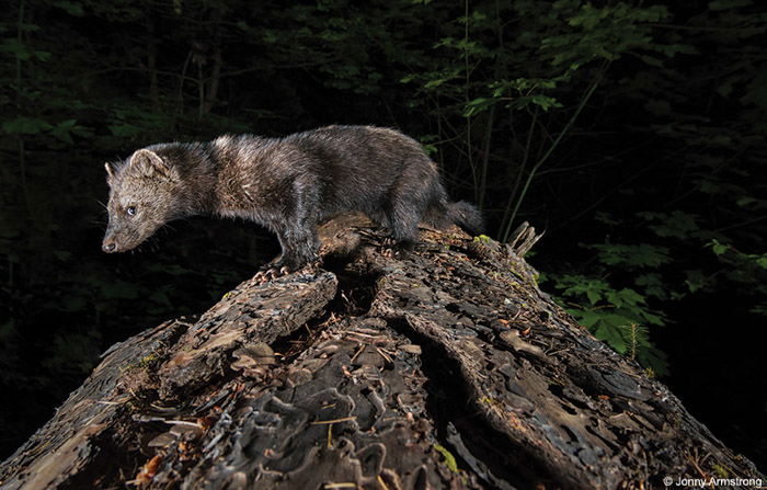 A pine martin portrait