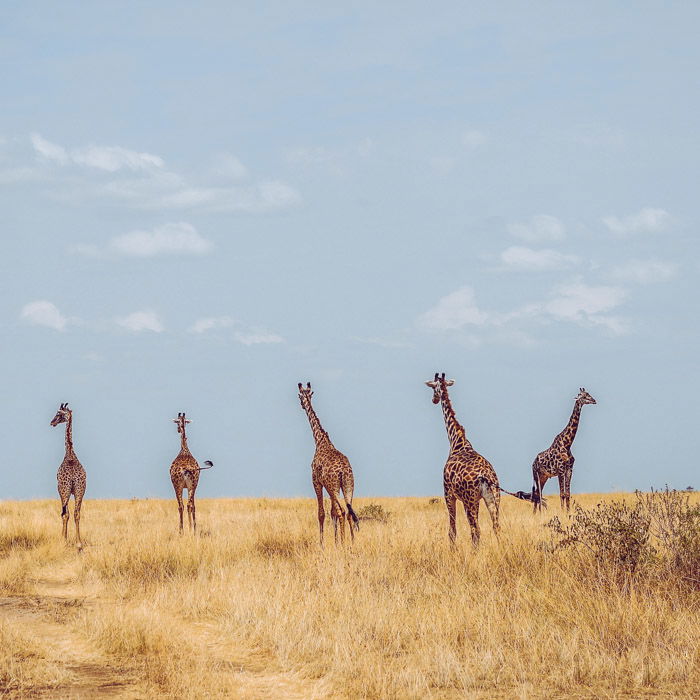 five walking giraffes