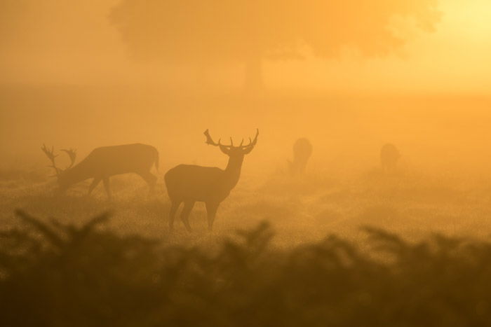 misty photo of a group of deer