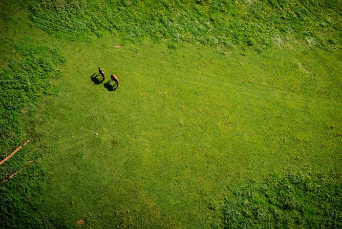 A helicopter wildlife photography shot