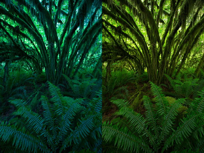 Diptych photo of the same fern edited differently