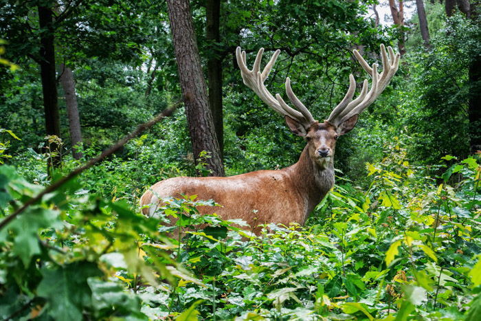 A reindeer in a forest