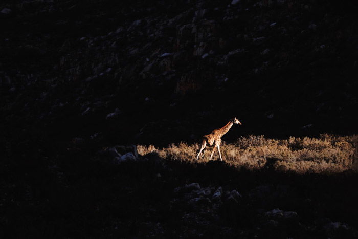 A giraffe walking at night