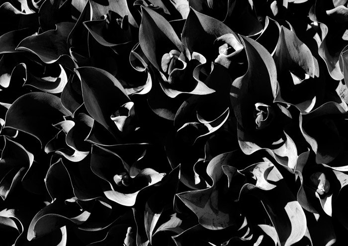 A black and white photograph of flowers., combining light and shadow for abstract photography.